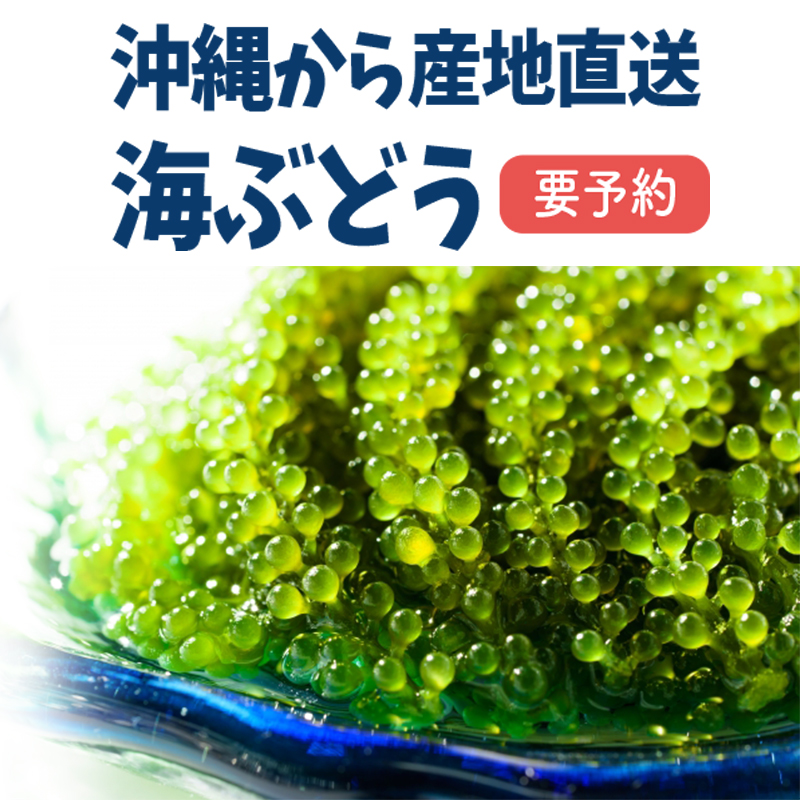 海ぶどう屋さん富永養殖