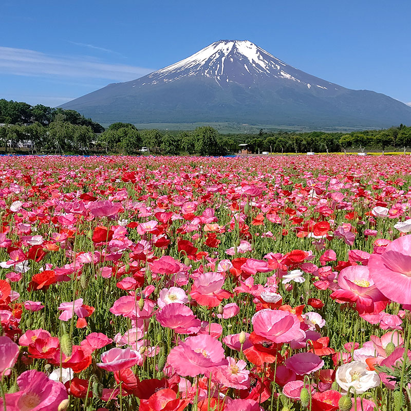 山中湖 花の都公園