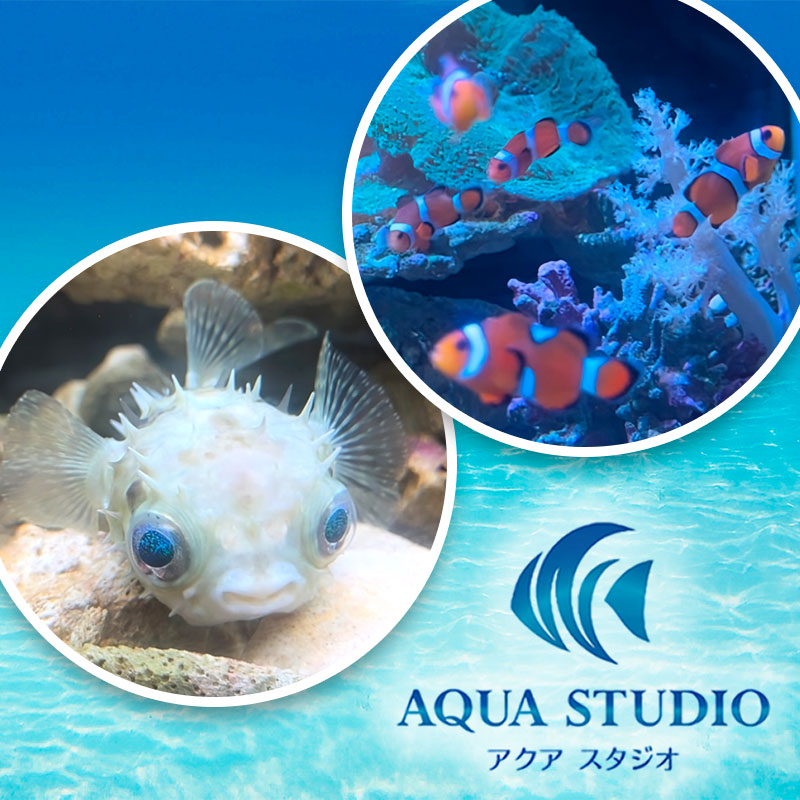 AQUA STUDIO